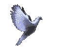 Peace Images - Symbol of peace